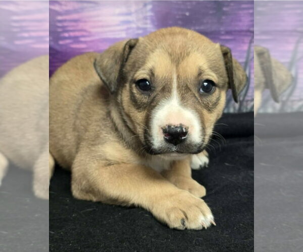 Medium Photo #5 Mutt Puppy For Sale in Lakewood, CO, USA