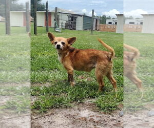 Chihuahua-Unknown Mix Dogs for adoption in oakland, FL, USA