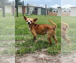 Small Chihuahua Mix