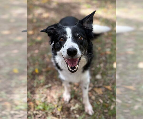 Medium Photo #1 Border Collie Puppy For Sale in Salt Lake City, UT, USA