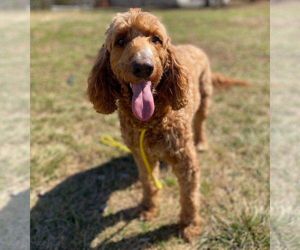 Medium Photo #6 Golden Irish Puppy For Sale in Pacolet, SC, USA