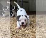Small #3 American Bulldog