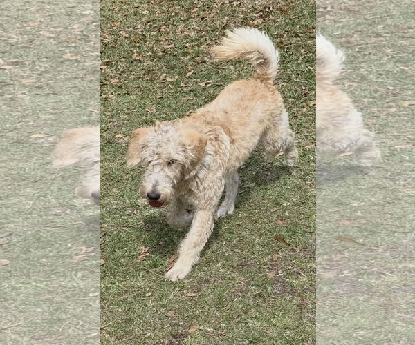 Medium Photo #4 Poodle (Standard)-Unknown Mix Puppy For Sale in Valrico, FL, USA