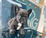 Small #1 French Bulldog