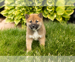 Small Photo #28 Shiba Inu Puppy For Sale in MILLERSBURG, IN, USA