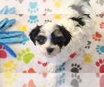 Small #7 Havanese