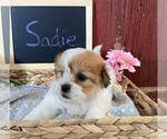 Small Photo #4 Zuchon Puppy For Sale in BONDUEL, WI, USA