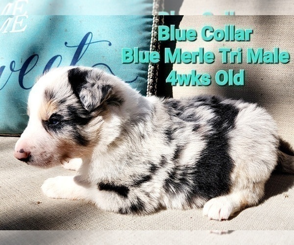 Medium Photo #13 Border Collie Puppy For Sale in ELMENDORF, TX, USA