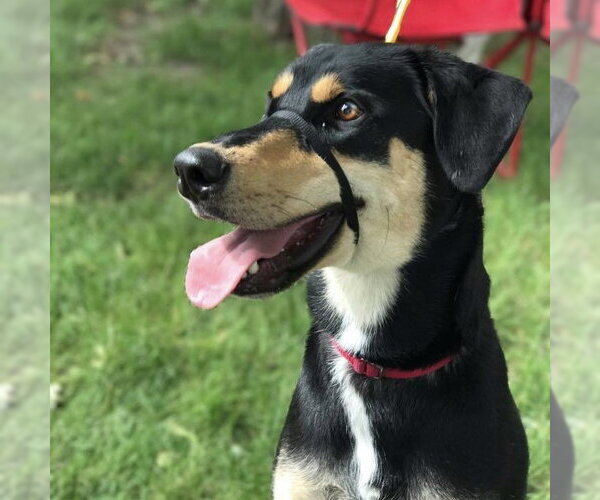 Medium Photo #9 Doberman Pinscher-Siberian Husky Mix Puppy For Sale in Minneaoplis, MN, USA