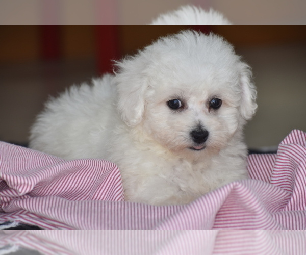 Medium Photo #3 Bichon Frise Puppy For Sale in ELDORADO, OH, USA