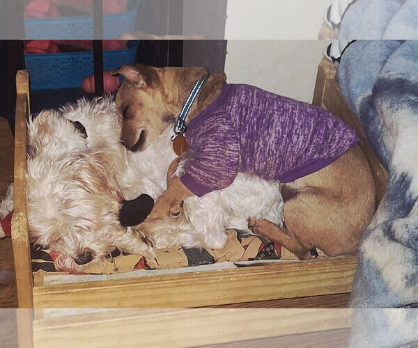 Medium Photo #3 Chihuahua-Unknown Mix Puppy For Sale in Colorado Springs, CO, USA