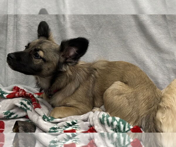 Medium Photo #4 Dachshund-Unknown Mix Puppy For Sale in Wakefield, RI, USA