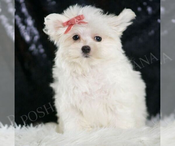 Medium Photo #3 Maltese Puppy For Sale in WARSAW, IN, USA