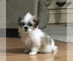 Small Photo #5 Zuchon Puppy For Sale in GORDONVILLE, PA, USA