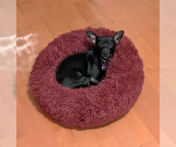 Medium Photo #1 Chiweenie Puppy For Sale in St. Louis Park, MN, USA