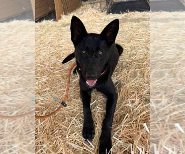 Medium Photo #2 German Shepherd Dog-Unknown Mix Puppy For Sale in Canton, CT, USA