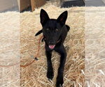Small #1 German Shepherd Dog Mix