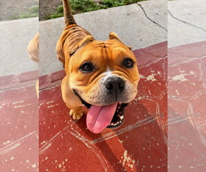 American Staffordshire Terrier-Bulldog Mix Dogs for adoption in La Verne, CA, USA