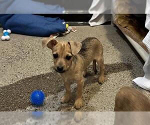 Chihuahua-Unknown Mix Dogs for adoption in Redwood City, CA, USA