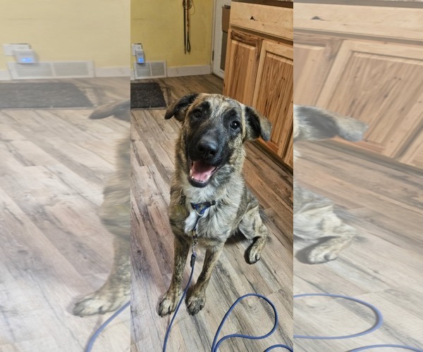 Medium Photo #8 Mutt Puppy For Sale in Sandy, UT, USA