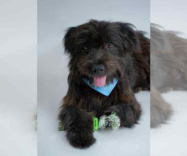 Medium Photo #1 Shih-Poo Puppy For Sale in Oak Bluffs, MA, USA