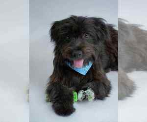 Medium Shih-Poo