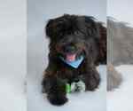 Small Shih-Poo