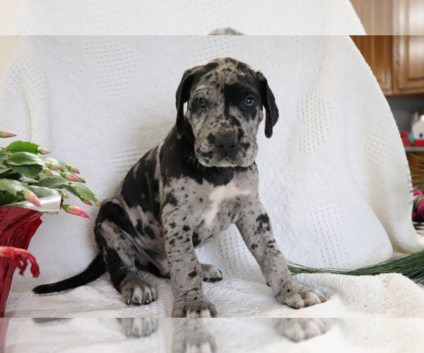 View Ad Great Dane Puppy for Sale near Ohio, SHILOH, USA
