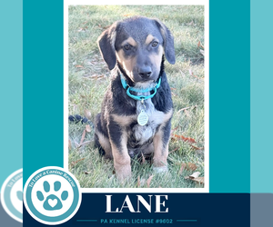 Lane ( L Crew) 102426 - Male Labrador Retriever-Unknown Mix Dog for Adoption - Photo #3