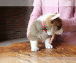 Small Photo #5 Pembroke Welsh Corgi Puppy For Sale in FAIR GROVE, MO, USA