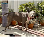Small #18 American Staffordshire Terrier Mix