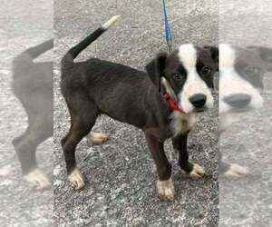 River Boy - Male Boxer-Unknown Mix Dog for Adoption - Photo #2