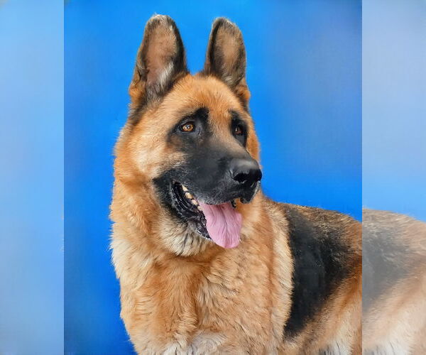 Medium Photo #1 German Shepherd Dog Puppy For Sale in Pasadena, CA, USA