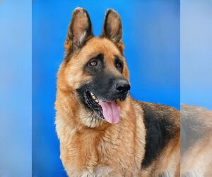 German Shepherd Dog Dogs for adoption in Pasadena, CA, USA