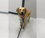 Small #2 Labrador Retriever Mix