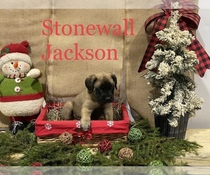 Mastiff Puppy for Sale in MIDDLE GROVE, New York USA