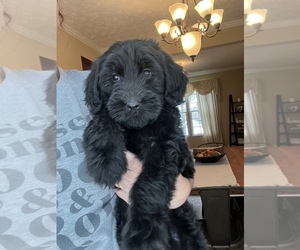 Bernedoodle Puppy for sale in REYNOLDSBURG, OH, USA
