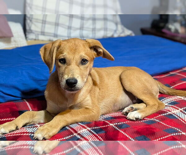 Medium Photo #1 Labrador Retriever-Unknown Mix Puppy For Sale in Mooresville, NC, USA