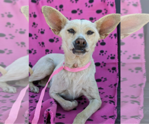 Crackle - Female Chihuahua-Unknown Mix Dog for Adoption - Photo #3