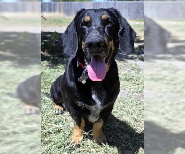 Medium Photo #5 Basset Hound-German Shepherd Dog Mix Puppy For Sale in Deepwater, NJ, USA