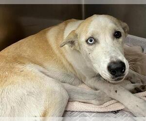 Siberian Husky-Unknown Mix Dogs for adoption in San Antonio, TX, USA