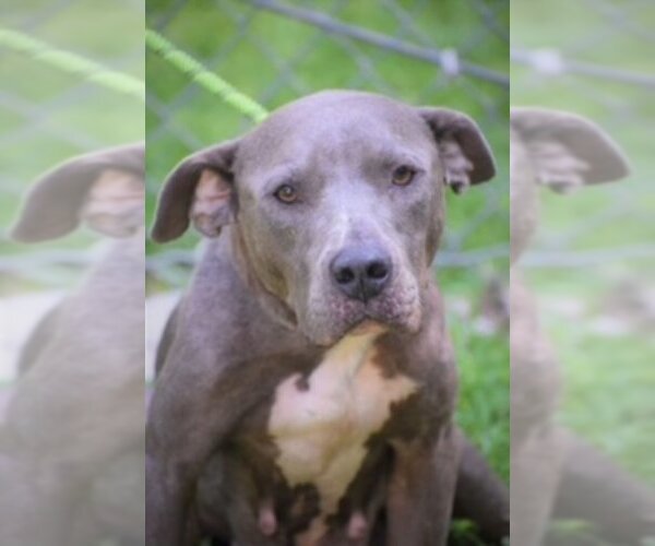 Medium Photo #5 American Pit Bull Terrier Puppy For Sale in Fairfax, VA, USA