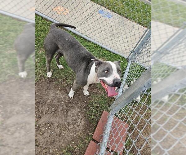 Medium Photo #2 American Pit Bull Terrier-Unknown Mix Puppy For Sale in Corpus Christi, TX, USA