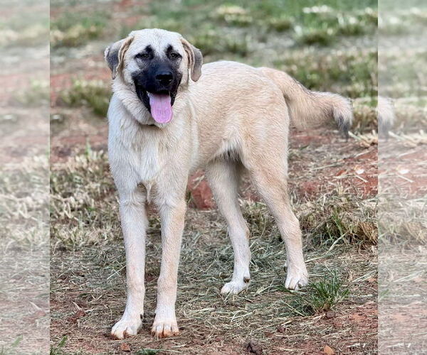 Medium Photo #2 Anatolian Pyrenees Puppy For Sale in Higley, AZ, USA