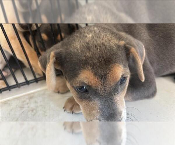 Medium Photo #1 Labrador Retriever Puppy For Sale in Houston, TX, USA