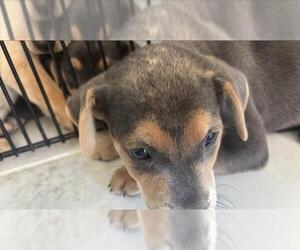 Labrador Retriever Dogs for adoption in Houston, TX, USA