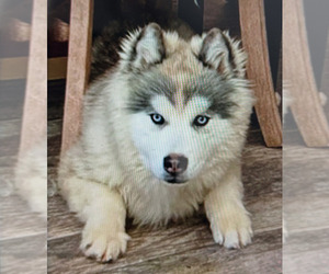 Alaskan Malamute Dogs for adoption in BOISE, ID, USA