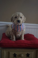 Goldendoodle Puppy for sale in LEWISBURG, PA, USA