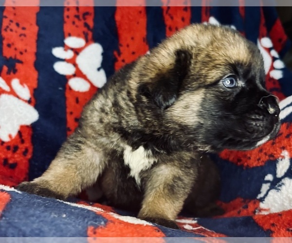 Medium Photo #11 Cane Corso-Saint Bernard Mix Puppy For Sale in ANDERSON, CA, USA