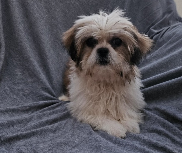 Medium Photo #1 Shih Tzu Puppy For Sale in WALSH, IL, USA